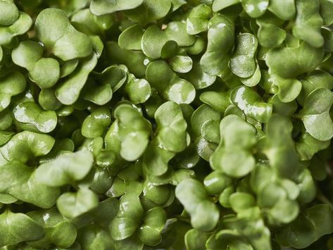 Broccoli Sprout Recipes, Micro Broccoli Recipes, Broccoli Sprouts Recipes, Harvesting Broccoli, Micro Gardening, Spring Pasta Salad, Broccoli Benefits, Broccoli Dishes, Spring Pasta