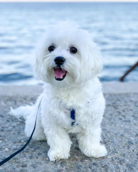 Dalis🐾 on Instagram: “Monday’s smiling face 🐶👅 Have a beautiful week dear friends😘❤️ . . . . . #puppyfun #puppyface #puppytales #whitepuopy #happypuppydalis…” Have A Beautiful Week, Dogs Photos, Beautiful Dogs Photos, Dog Haircuts, Maltipoo Puppy, Really Cute Puppies, Coton De Tulear, Westie Dogs, Really Cute Dogs