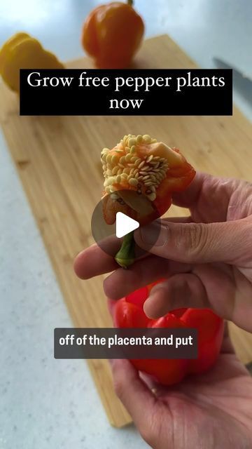 How To Plant Pepper Seeds, How To Grow Green Peppers From Seeds, How To Plant Green Pepper Seeds, Growing Bell Peppers From Seeds, Growing Green Peppers, Gardening Peppers, Mini Green House, Veg Growing, Homemade Staples