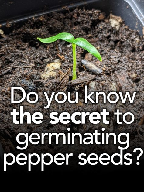 How to germinate pepper seeds fast Growing Green Peppers, Growing Peppers, Pepper Seeds, Stuffed Green Peppers, Garden Seeds, The Room, Peppers, Sprouts, To Start