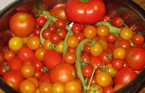 What to do with a glut of cherry tomatoes Fish Emulsion Fertilizer, Dehydrating Tomatoes, Tomato Farm, Oven Dried Tomatoes, Tomato Fertilizer, Tomato Growing, Growing Organic Tomatoes, Tomato Farming, Garden Cooking