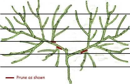 Pruning Peach Trees, Espalier Fruit Trees, Tree Diagram, Growing Fruit Trees, Garden Maintenance, Side Garden, Peach Trees, Growing Fruit, Down On The Farm