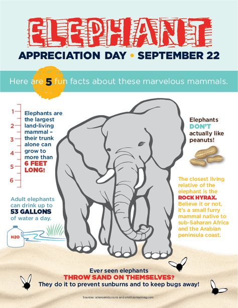 Fun Facts About Elephants for Elephant Appreciation Day - September 22nd Elephant Appreciation Day, Fun Facts About Elephants, Facts About Elephants, Elephant Quotes, All About Elephants, Elephant Facts, Elephant Photography, Fun Facts About Animals, Happy Elephant