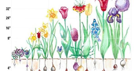 Courtesy: NC State Extension It is planting layers of different bulbs in the same pot, creating a beautiful Spring display with the various ... Bulb Lasagna, Planting Bulbs In Spring, Outside Planters, Spring Display, Pot Lasagna, Bulb Vase, Spring Plants, Spring Bulbs, Nc State