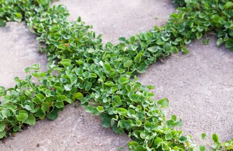 Creeping Jenny Plant, Ground Cover Flowers, Chamomile Lawn, Grass Alternative, Geranium Macrorrhizum, Low Maintenance Garden Design, Thymus Serpyllum, Lawn Alternatives, Hedera Helix