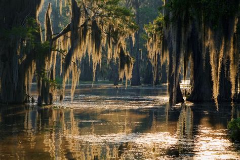 Louisiana’s Mississippi Delta is one of the most biologically diverse ecosystems in the United States. The swamps and bayous are home to countless species of fish, birds, reptiles, and mammals that thrive in and around its fertile waters. In addition to its natural wonders, the area is steeped in history, going back to the era when Louisiana was a French colony; much of that influence can still be found all over the area even though it is centuries old. With plenty of swamp and history tours, ge Pubs In London, Bayou Country, Swamp Tours, Louisiana Swamp, Nova Orleans, Louisiana Bayou, Bg Design, Southern Gothic, Kunst Inspiration