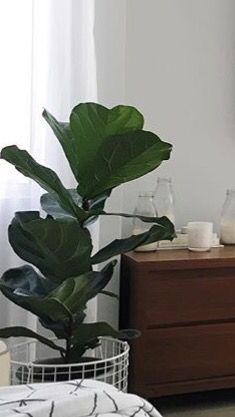 Fidel leaf fig Fig Plant, Fig, Plant Leaves, Plants, Quick Saves