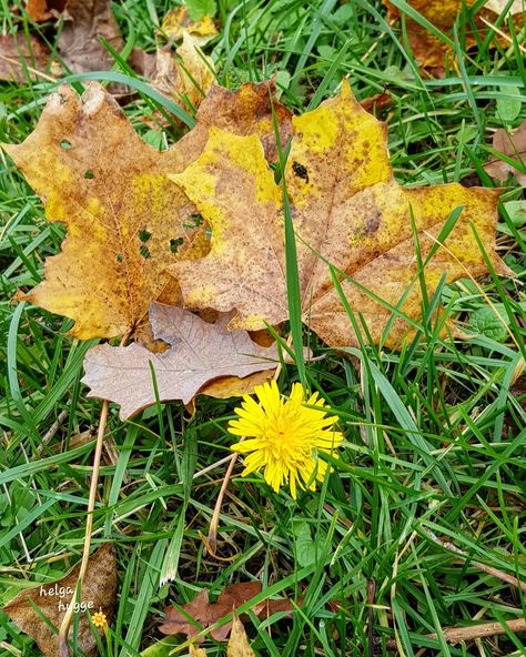 New Dandelion is coming in the fall.. 🍁🌼🍂 Have a good mood! 😄 . . . #dandelion #october #cominginthefall #autumnfall #autumn #fallcolours… In The Fall, Good Mood, Nature Pictures, The Fall, Dandelion, Herbs, Nature