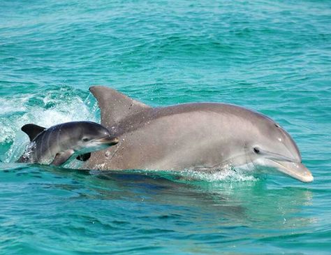 Dolphin mama w baby Baby Dolphin, Dolphin Photos, Baby Dolphins, Bottlenose Dolphin, A Dolphin, Water Animals, Marine Mammals, Ocean Creatures, Marine Animals