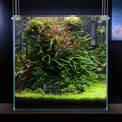 Best Cube Aquascape Ideas images Cube Aquascape, Cube Aquarium, Aquascape Ideas, Aquarium Algae, Biotope Aquarium, Fish Aquarium Decorations, Fish Tank Terrarium, Fish Tank Design, Aquascape Design