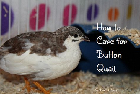 We show you how we care for our button quail, including what we feed them, their habitat, and safety measures we take to ensure they can't hurt themselves. Button Quail Habitat, Button Quails, Quail Habitat, Coturnix Quail, Button Quail, Quails, Habitat, Lost, Animals