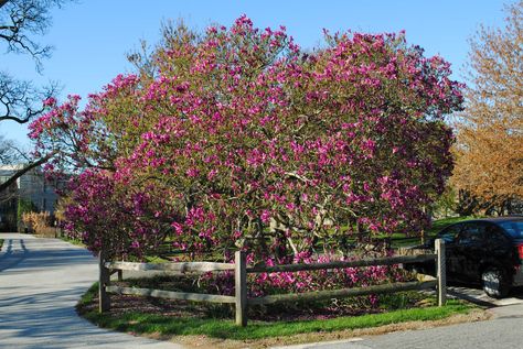 Magnolia 'Susan', Just One of the Girls | Meristem Susan Magnolia Tree, Magnolia Susan, Magnolia Tree, Magnolia Trees, The Landscape, Magnolia, Trees