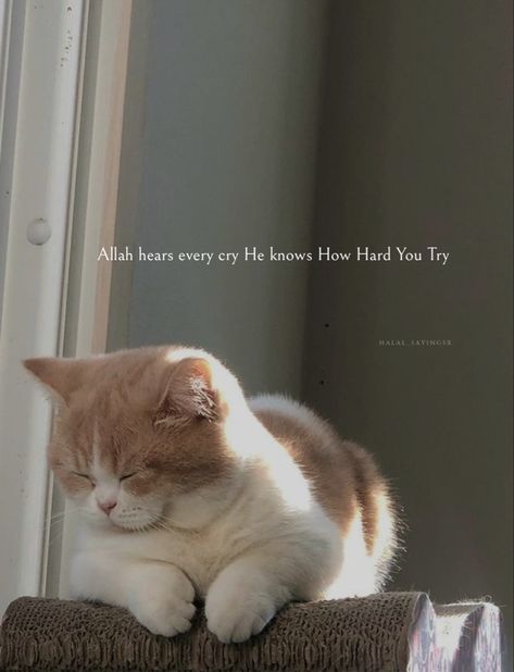 Islamic Cat Quotes, Beautiful Islamic Quotes Inspiration, Islamic Aesthetic Quotes, About For Whatsapp, Cat Motivation, Family Quotes Short, Quotes For Him Short, Whatsapp About, Friendship Quotes Short