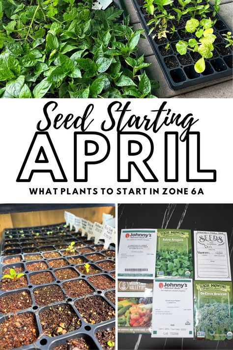 All about what seeds to start in April, Zone 6 garden, Gardening, Plant Starts Zone 6 Garden, Broccoli Seeds, Planting Guide, Attracting Beneficial Insects, Bountiful Harvest, Local Farm, Aromatic Herbs, Herb Seeds, April Showers