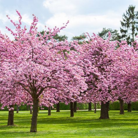 Cherry Trees In Landscape, Tokyo Bloxburg, Cherry Blossom Plant, Cherry Blossoms Tree, Cherry Blossom Garden, Cherry Plant, Pink Cherry Blossom Tree, Pink Blossom Tree, Japanese Cherry Tree