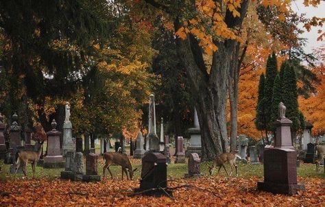 Fall Mood Board, Old Cemeteries, Over The Garden Wall, Halloween Aesthetic, Season Of The Witch, Fall Feels, Best Seasons, We Fall In Love, Autumn Cozy