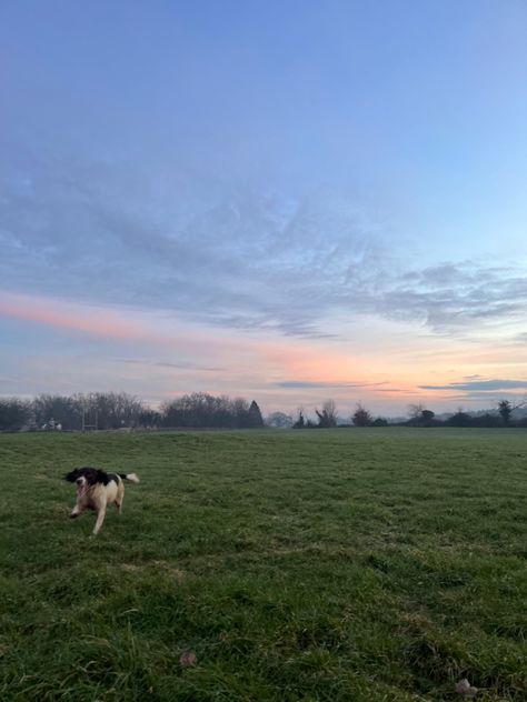 Dogs Running In Field, Dog Running, Farm Dogs, Dog Walk, Board Inspiration, Grass Field, Vision Board Inspiration, Run Happy, Summer Dog