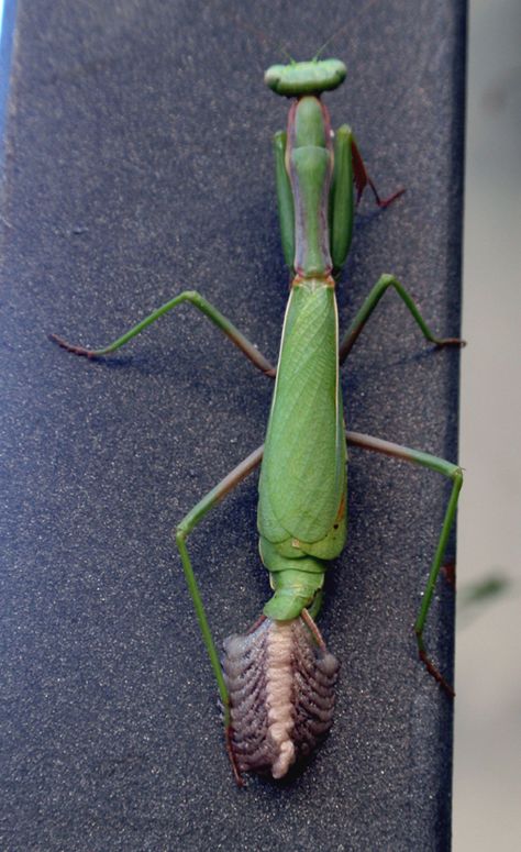 Iris oratoria Mantis Anatomy, Arthropods, Arachnids, Bugs, Anatomy, Insects, Stuffed Peppers, Google Search, Quick Saves