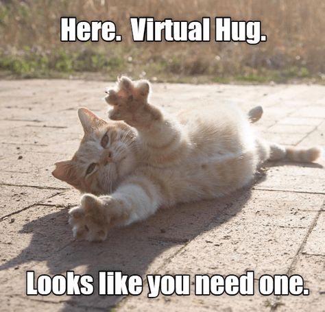 Cat Hug, Virtual Hug, Funny Animal Jokes, Cat Quotes, Funny Cat Pictures, Funny Cute Cats, Animal Jokes, Silly Cats, Funny Animal Pictures