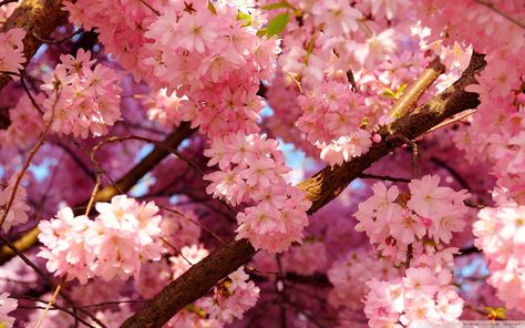 pink flowers #spring #flowers cherry blossom pink flowers #nature #1080P #wallpaper #hdwallpaper #desktop Desktop Wallpaper Hd 1080p, Destop Wallpaper, Flower Desktop Wallpaper, Blossom Wallpaper, Nature Rose, Cherry Blossom Wallpaper, Beauty People, Spring Wallpaper, Cherry Blossom Flowers