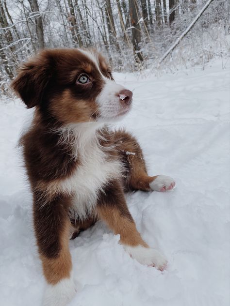 Red Aussie Shepherd, Red Tri Australian Shepherd Puppy, Toy Aussie Shepherd, Red Aussie, Toy Aussies, Aussie Winter, Red Tri Australian Shepherd, Australian Shepherd Red Tri, Shepard Puppy