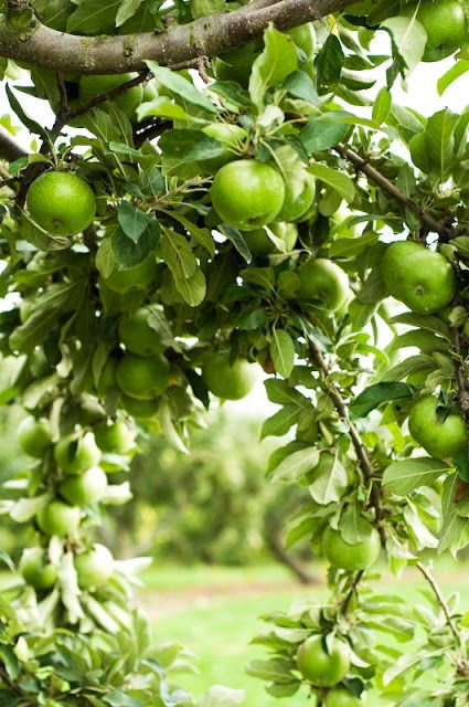 Apple Trees. | See More Pictures Apple Garden, Green Apples, Green Collection, Apple Orchard, Flowers Wallpaper, Exotic Fruit, Simple Green, Granny Smith, Apple Tree