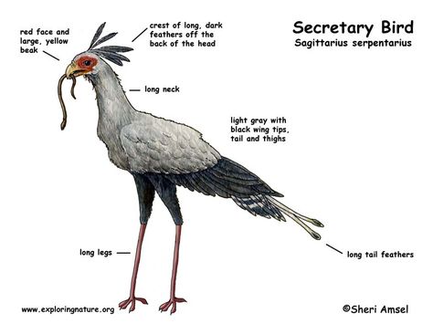 Secretary Bird Drawing, Elizabeth Character, Secretary Birds, Sagittarius Serpentarius, Zoo Lessons, Zoo Signage, Secretary Bird, Totem Animals, Free Standing Sculpture