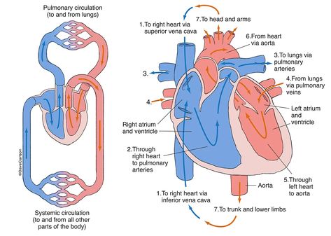 Cardiovascular Networks - Generalized