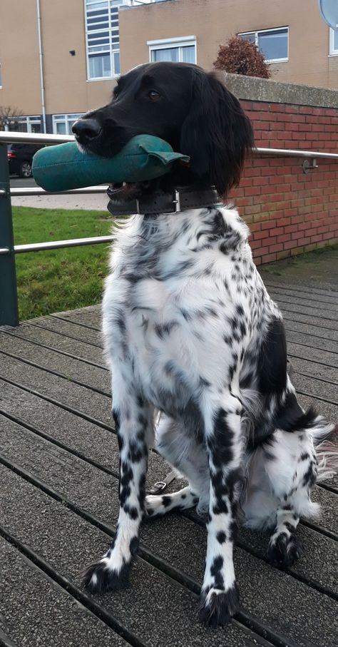 Munsterlander Dog, Large Munsterlander, Hunter Dog, English Setter Dogs, Rare Dog Breeds, Akc Breeds, Medium Dog, Herding Dogs, Purebred Dogs