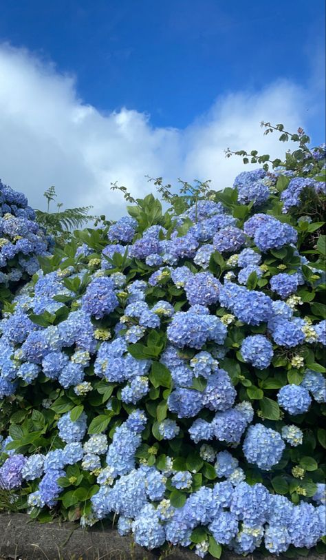 Hydrangea Background Wallpapers, Blue Hortensia, Blue Hydrangea Flowers, Peonies And Hydrangeas, Hydrangea Garden, Light Blue Aesthetic, Garden Whimsy, Nothing But Flowers, Blue Garden