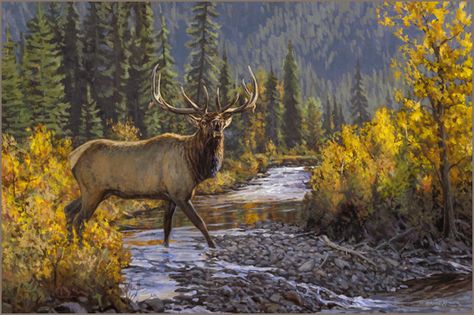 Rocky Mountain Elk oil painting oil painting by wildlife artist Bruce Miller Woodland Caribou, Alaska Moose, Moose Painting, Moose Pictures, Cai Sălbatici, Breathtaking Nature, Bull Elk, Deer Art, Wildlife Paintings