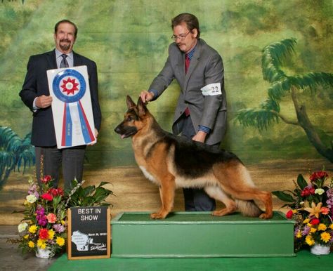 2015 Westminster dog show, best of breed , best in show and group Sheperd Dogs, German Sheperd Dogs, Westminster Dog Show, English Shepherd, Dog Sports, German Shepards, Best In Show, Dog Info, Shepherd Dogs