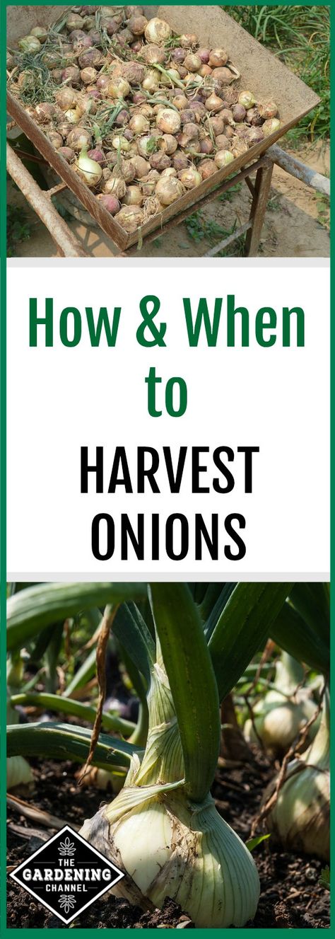 How To Harvest Onions, When To Harvest Onions, Onions From Seed, Seed Harvesting, Harvest Onions, Growing Onions From Seed, Storing Onions, Organic Insecticide, Growing Onions