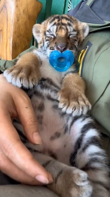 Tigers Videos on Instagram: "Beautiful baby 😍 @tigers_videos (not a pet) Video: DM for credits #bigcats #tiger #cuteanimal #wildlife #tigres" Tigers Videos, Fluffy Tiger, Tiger Pet, Cute Tiger Cubs, Tiger Video, Baby Pets, Tiger Baby, Baby Tigers, Dream Pet