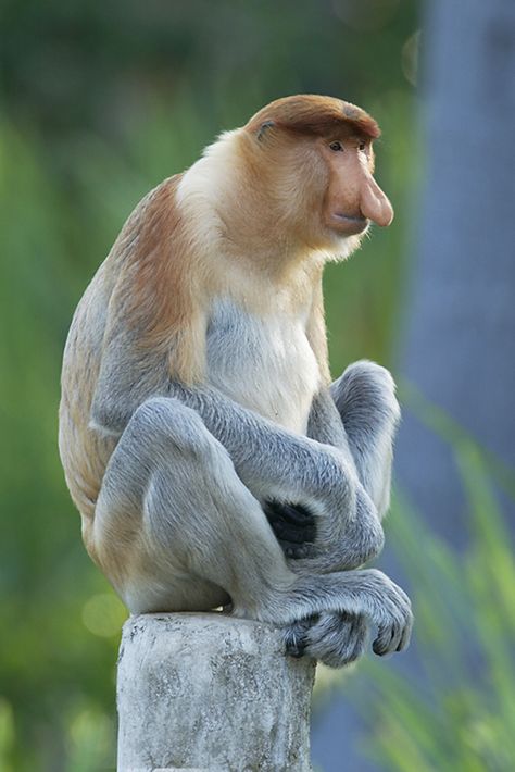 proboscis monkey (Nasalis larvatus) Jimmy Durante, Proboscis Monkey, Animal Photography Wildlife, Travel To, Orang Utan, Monkey Art, A Monkey, Primates, Animals Of The World