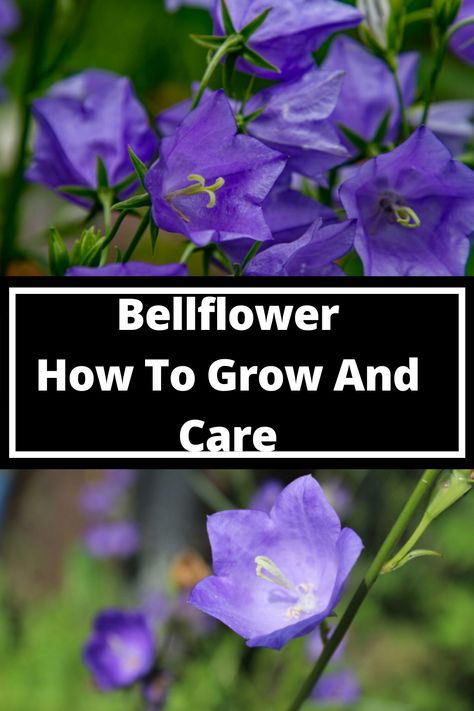 Bellflower Campanula, Bellflower California, Campanula Portenschlagiana, Campanula Flowers, Bluebell Flower, Flower Tips, Windowsill Garden, Bell Flowers, Blue Bell Flowers