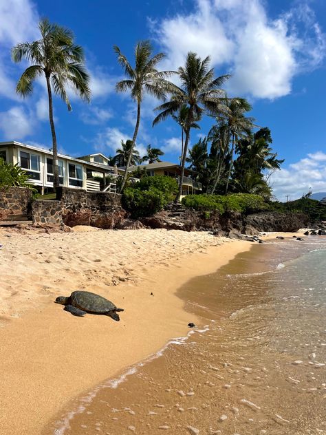 Oahu Hawaii beach days with turtles on the North Shore North Shore Hawaii Oahu, Hawaii North Shore, Pretty Sights, North Shore Hawaii, North Shore Oahu, Vacation Aesthetic, Hawaii Life, Hawaii Beach, Saved Pins