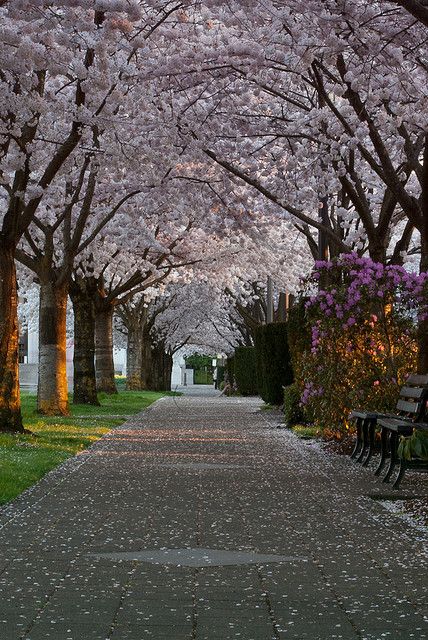 ♥ Willamette University, Oregon Trees, Portland Travel, Lovers Lane, Salem Oregon, Scenery Pictures, Oregon Travel, Liberal Arts, Beautiful Sights