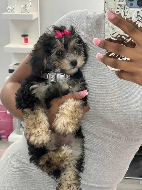 Cute Small Dogs, Puppy Mom, Dog Mommy, Very Cute Puppies, Really Cute Puppies, Super Cute Puppies, Pet Mom, Cute Animals Puppies, Very Cute Dogs