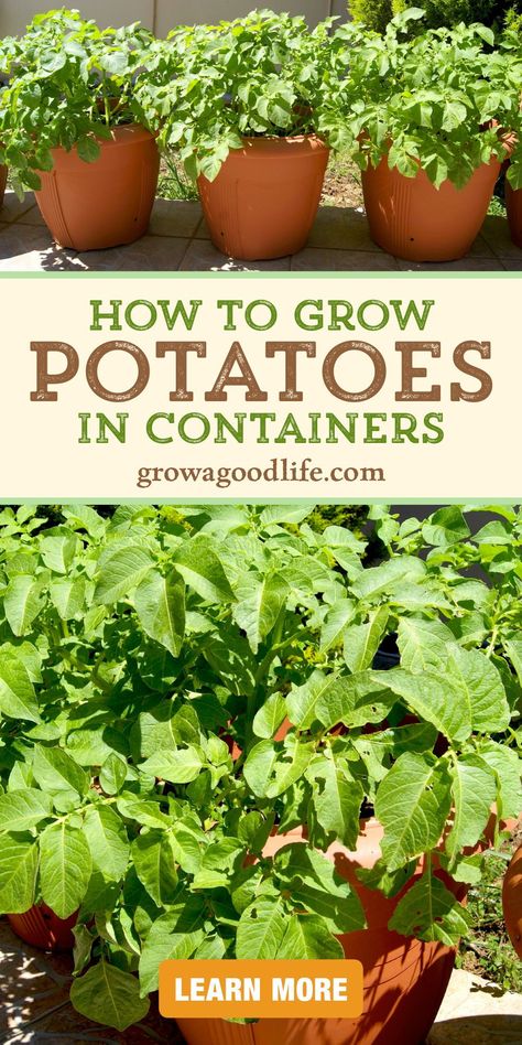 Ways To Grow Potatoes, Growing Potatoes In Containers, Potatoes In Containers, Grow Potatoes In Container, Container Potatoes, Potato Gardening, Garden Notes, Growing Vegetables In Pots, Grow Potatoes