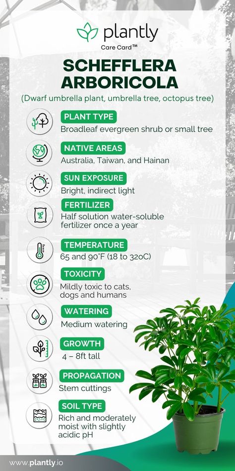 Schefflera Arboricola Plant Care | Plantly Umbrella Tree Care, Schefflera Plant Care, Arboricola Plant, House Tree Plants, Biofilic Design, Schefflera Plant, Schefflera Arboricola, Goose House, Umbrella Plant