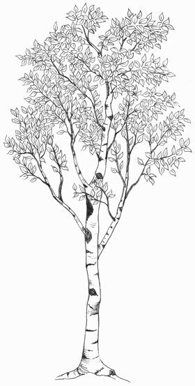 Birch Tree Tattoo, Tree Tattoo Drawings, Aspen Trees Tattoo, Birch Tree Tattoos, Tattoo Silhouette, Tree Roots Tattoo, Tree Tat, Tree Tattoo Arm, Tattoo Tree