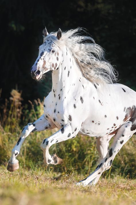 Knabstrupper Horse, Horse Colours, Nice Animals, Fierce Animals, Horse Coats, Senior Center, Appaloosa Horse, Horse Inspiration, Types Of Horses