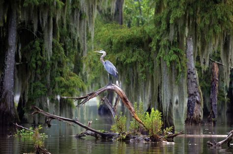 Southern Landscapes, Louisiana Photography, Blue Crane, Bayou Country, Beach Birds, Louisiana Swamp, Swamp Tours, Louisiana Bayou, Southern Art