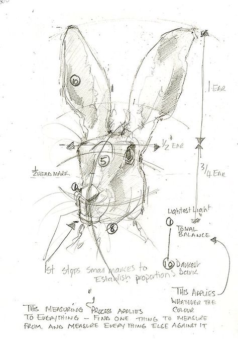 How To Draw A Hare, Hare Sketch, Rabbit Anatomy, Hare Sculpture, Rabbit Tutorial, Hare Drawing, Hare Watercolour, Hare Illustration, Bunny Sketches