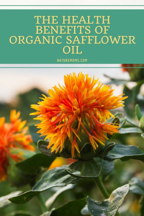 Safflower Oil Benefits, Herbalist Recipes, Low Porosity Hair Care, Low Porosity Hair Products, Starting A Garden, Edible Oil, Skin Therapy, Healthy Oils, Beauty Remedies