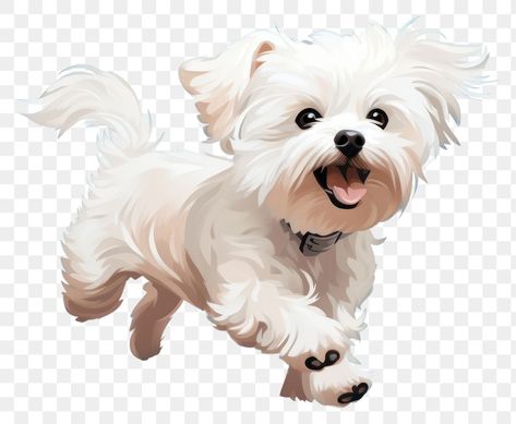 Maltese Cartoon, Maltese Terrier, Dog Run, Dog Running, Coton De Tulear, Dog Png, Maltese Dog, Maltese Puppy, Maltese Dogs