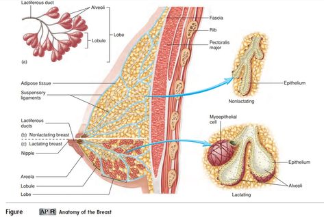 Mammary Glands and Anatomy of the Breast - Female Reproductive System Mammary Gland, Tactile Stimulation, Female Reproductive System, Sweat Gland, Milk Production, Adipose Tissue, Major Muscles, Reproductive System, Hormone Imbalance