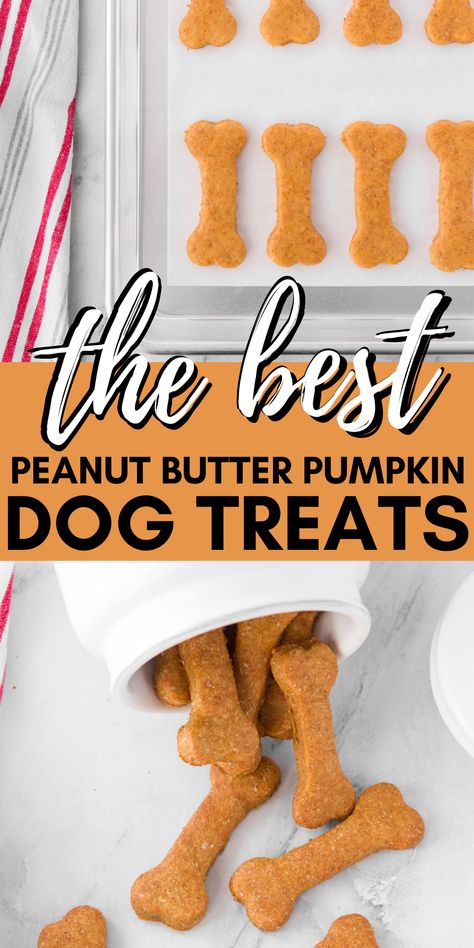 Making your own Peanut Butter Pumpkin Dog Treats is easier than you think. Reward your dog without guilt because you know exactly what is in them. #dogtreats #homemadedogtreats #dogbiscuits #homemadedogbiscuits #dogs #doglover #thebestdogtreats #healthydogtreats #healthydogsnacks #dogrecipes #recipesfordogs via @xtremecouponmom Easy Dog Treats No Bake, Halloween Dog Treats Diy, Oven Baked Dog Treats, Make Your Own Dog Treats, Puppy Cookies Doggie Treats, Healthy Pumpkin Dog Treats, Shelf Stable Homemade Dog Treats, Diy Pumpkin Dog Treats, Dog Treats Made With Pumpkin