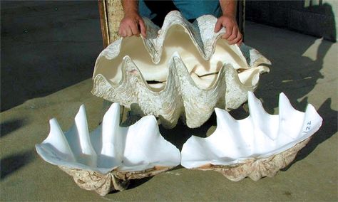 Seashell Sculpture, Large Clam Shell, Giant Clam Shell, Giant Clam, Big Shell, Oyster Shell Crafts, Diy Marble, Disney Fun Facts, Shell Crafts Diy